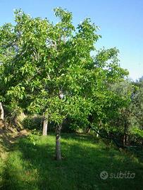 Alberi di Noce