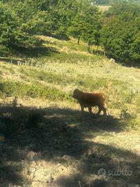 Vacca pezzata rossa