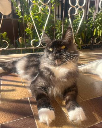 Maine coon