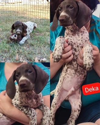 Cuccioli kurzhaar bracco tedesco