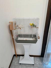 Cocorite giovane coppia con la gabbia