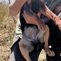 Jagd terrier