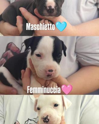 Amstaff