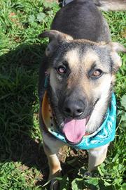 Totino, un cucciolo cresciuto in canile