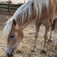 Haflinger