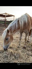 Haflinger