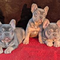 Bulldog francese lilac tan