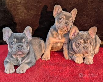 Bulldog francese lilac tan