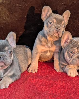 Bulldog francese lilac tan