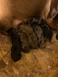 Cuccioli bassotto tedesco nano