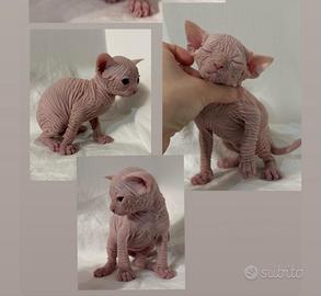 Sphynx