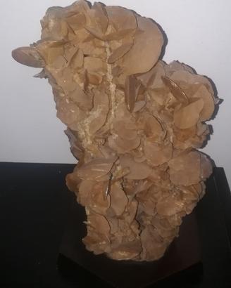 Rosa del deserto