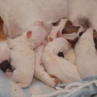 Cuccioli jack russel puri