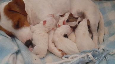 Cuccioli jack russel puri