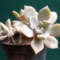 succulente o pianta grassa 