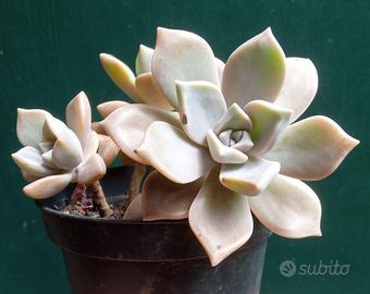 succulente o pianta grassa 