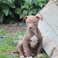 Cuccioli pitbull ukc