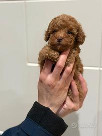 Stupendi cuccioli di barboncino toy red