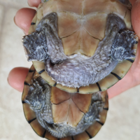 Coppia sternotherus odoratus