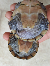 Coppia sternotherus odoratus