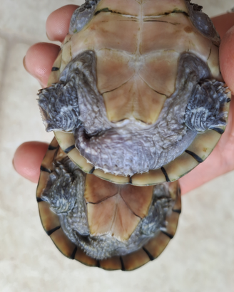 Coppia sternotherus odoratus