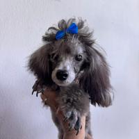 Barboncino silver argento