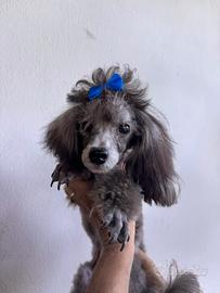 Barboncino silver argento