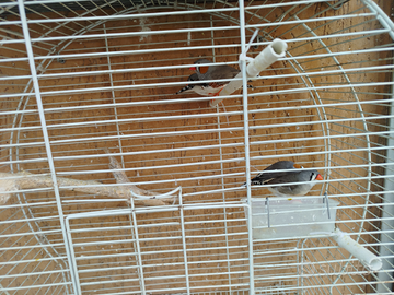 Diamanti mandarini 10 euro