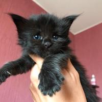 Gatti Mainecoon con pedigree