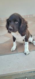 Springer spaniel inglese