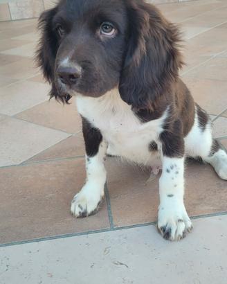 Springer spaniel inglese