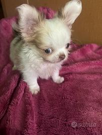 Micro chihuahua toy da adulto 1 kilo