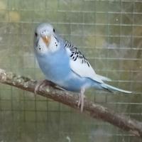 Vendita parrocchetto cocorita