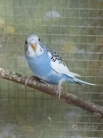 Vendita parrocchetto cocorita