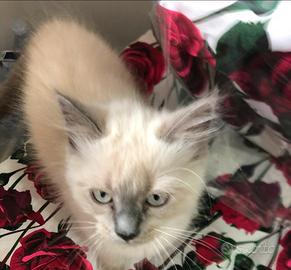 Cucciolo Ragdoll
