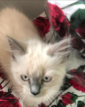 Cucciolo Ragdoll
