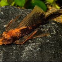 Ancistrus long fin