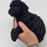 Barboncino toy nero