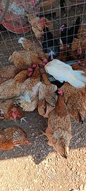 Gallo gallina pulcini