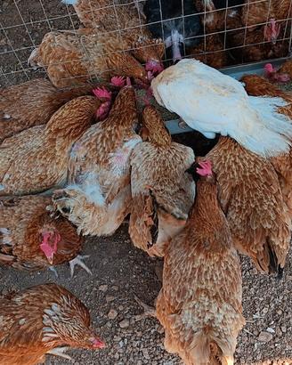 Gallo gallina pulcini