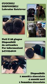 Cuccioli labrador