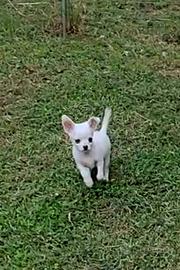 Chihuahua cuccioli mini originali