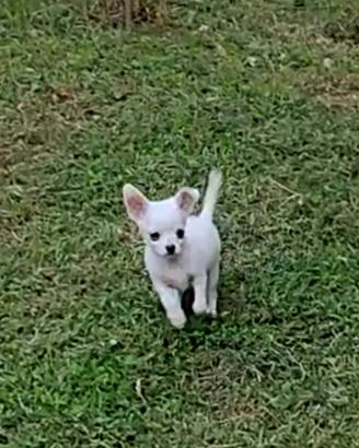 Chihuahua cuccioli mini originali