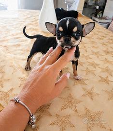chihuahua mini toy tricolore