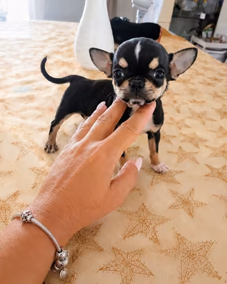 chihuahua mini toy tricolore