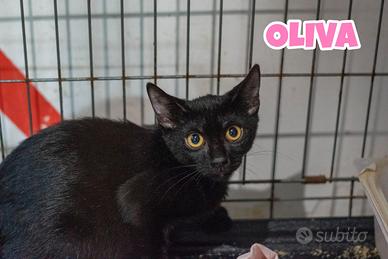 Oliva gattina nera di 4 mesi