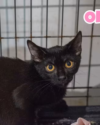 Oliva gattina nera di 4 mesi