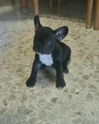 cuccioli bouldog francese 