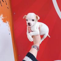 Chihuahua Toy Maschio