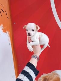 Chihuahua Toy Maschio